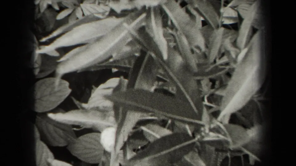 Grainy black-and-white 8mm frame of dense riverside foliage, with overlapping leaves and stems near the lens.