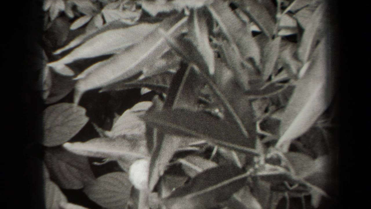Close view of leafy plants in black-and-white 8mm footage.