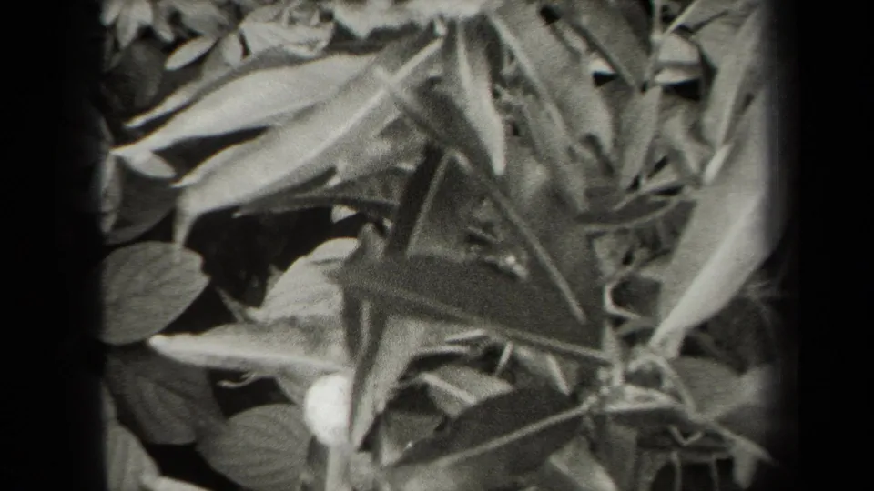 Close black-and-white 1938 home-movie view of leafy plants, with soft focus and dark film borders.