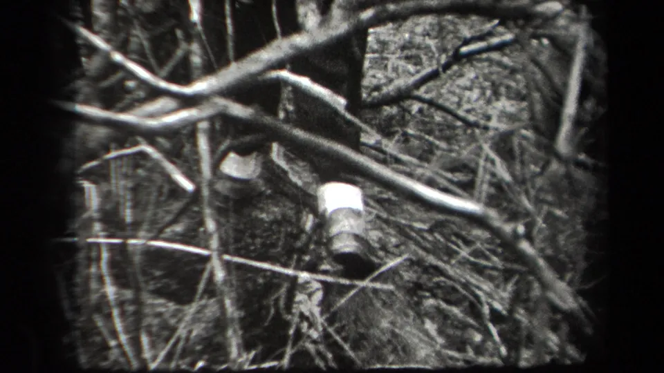 In 1938 New York home-movie footage, light-colored shoes are seen from above moving through dense branches, brush, and uneven woodland ground.