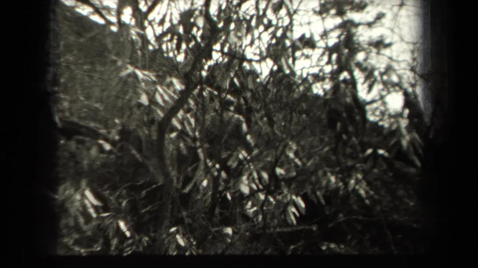 Uncolored 1938 New York 8mm frame showing dense forest undergrowth and branches from a handheld home-movie view.