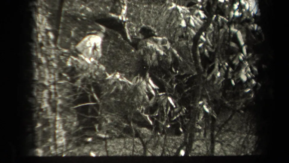 Uncolored 1938 New York 8mm frame with a partly obscured adult figure moving through trees and underbrush.