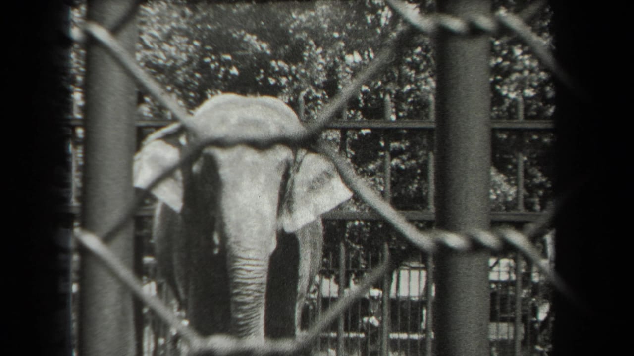 Elephant behind a chain-link fence in a zoo enclosure.