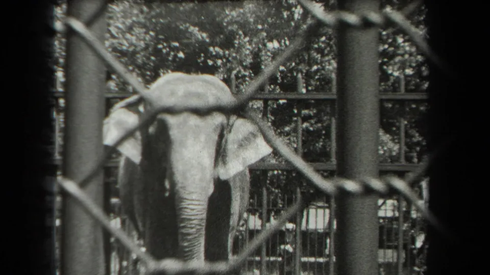 An elephant faces forward behind chain-link fencing and metal zoo bars in 1939 New York home-movie footage.