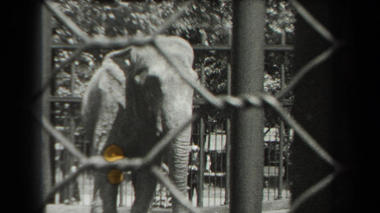 The elephant raises or waves its trunk behind chain-link fencing in a New York zoo enclosure, based on supplied 1939 metadata.