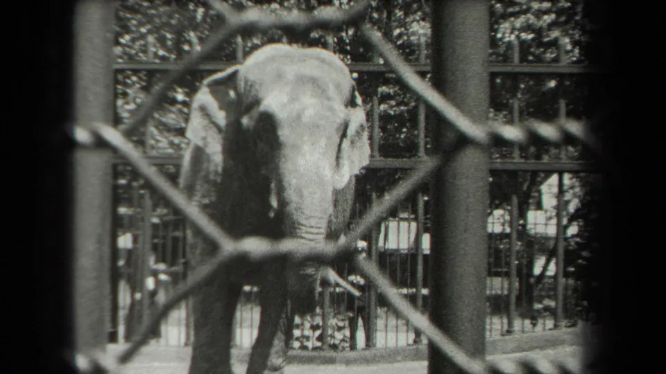 A close visitor-side view shows the elephant centered behind chain-link fence and railings in archival 8mm footage.