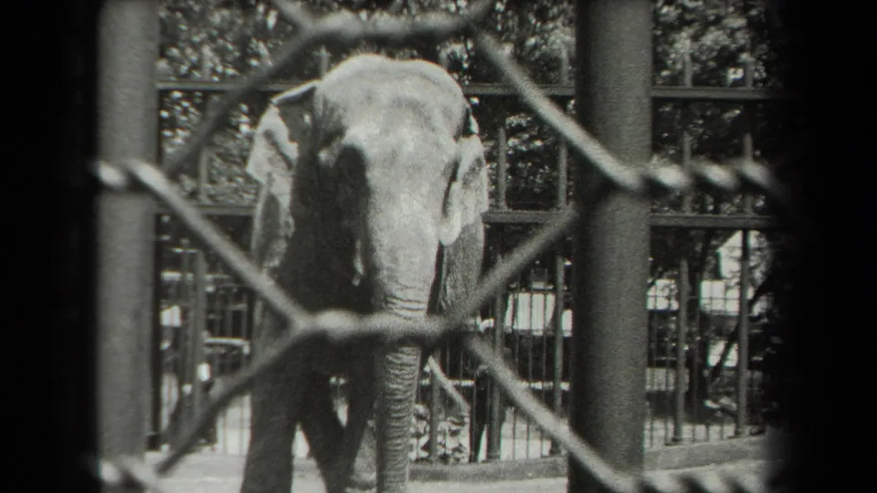 The elephant faces the camera through chain-link mesh, with zoo enclosure bars and foliage behind it in the 1939 New York clip.