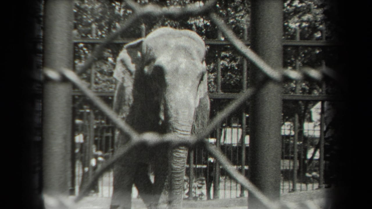 Elephant seen behind fencing in a zoo enclosure.