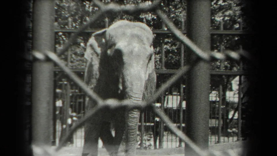 1939 New York zoo home-movie frame showing an elephant behind metal fencing and dark foreground bars.