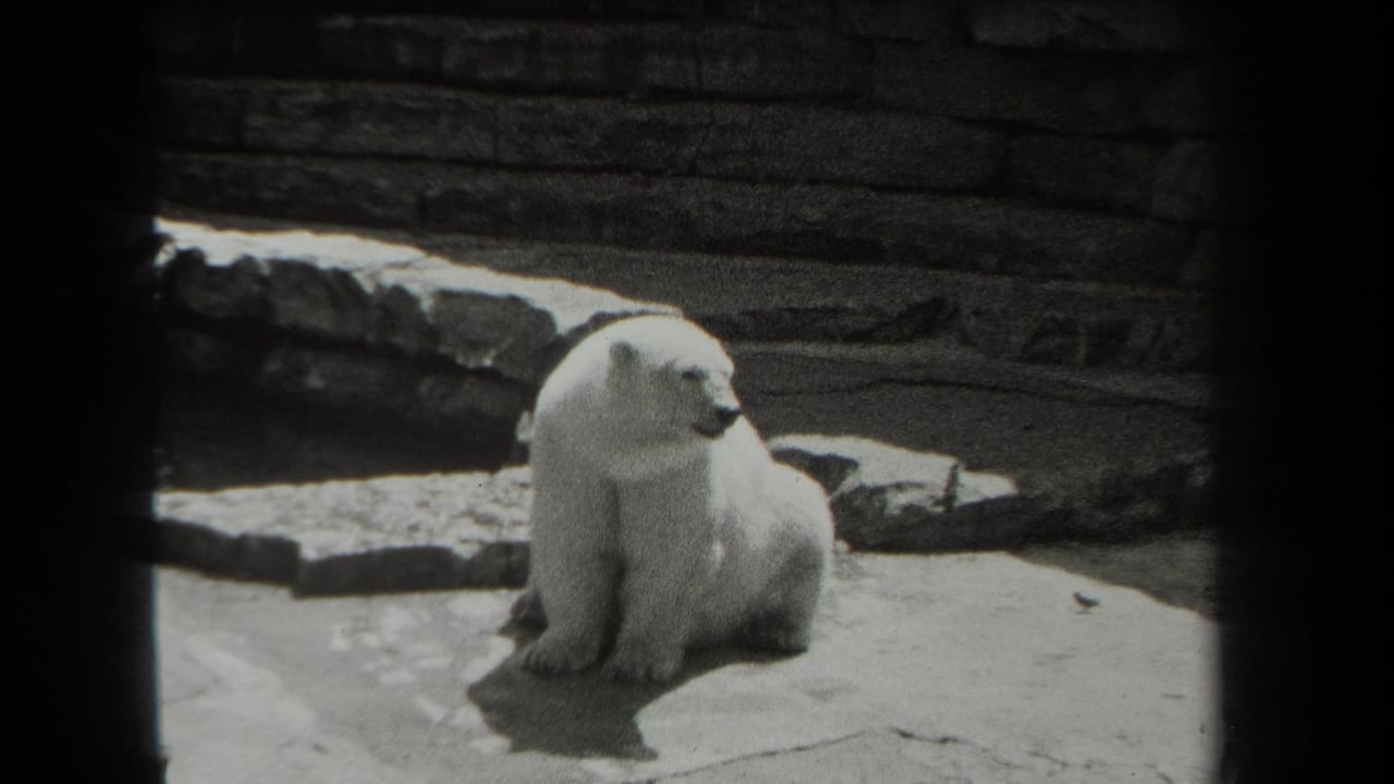 1939 New York zoo footage shows a polar bear seated on a stone platform, framed by dark edges and a rock wall.