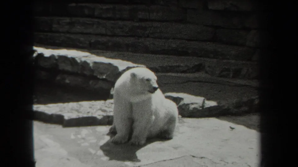 1939 New York zoo footage shows a polar bear seated on a stone platform, framed by dark edges and a rock wall.