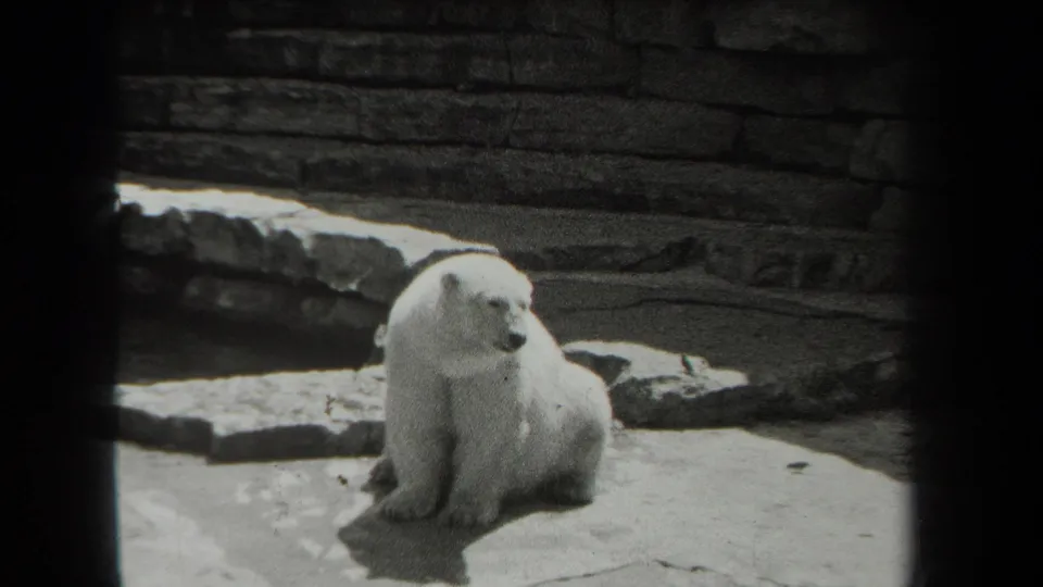 The polar bear remains seated in the 1939 New York zoo enclosure, with stonework and dark foreground framing visible.