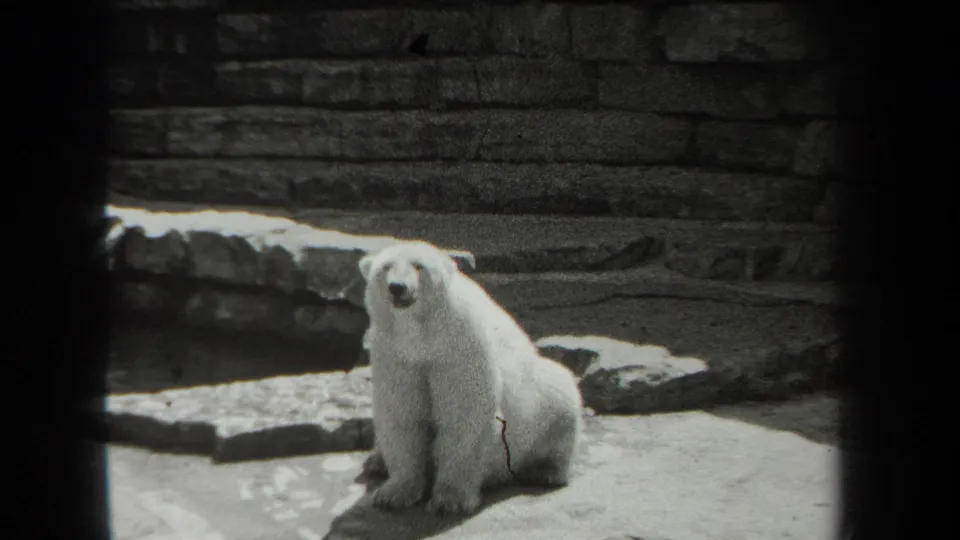A polar bear sits near rocks and stone walls in the supplied 1939 New York zoo home-movie frame.