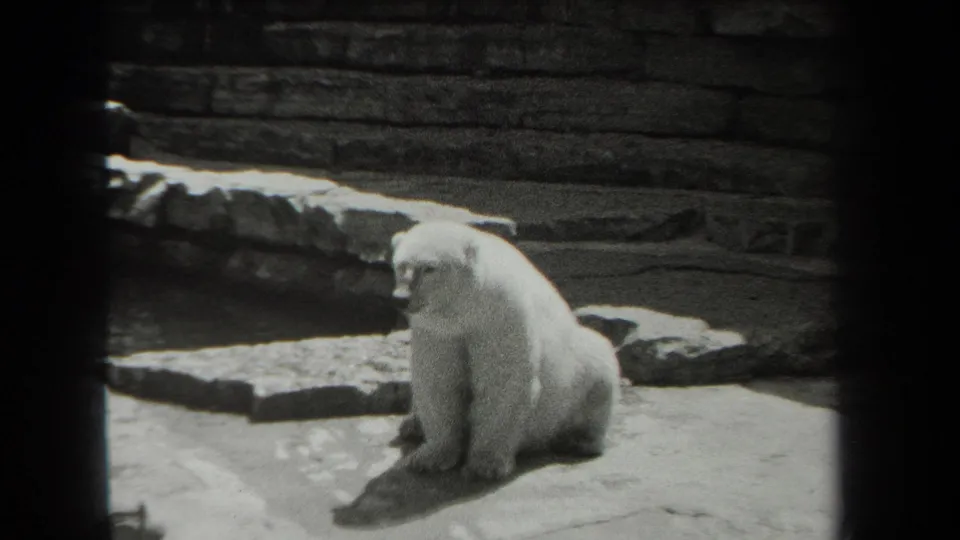 In 1939 New York home-movie footage, a polar bear sits on stone slabs against a dark rock-and-brick zoo enclosure.