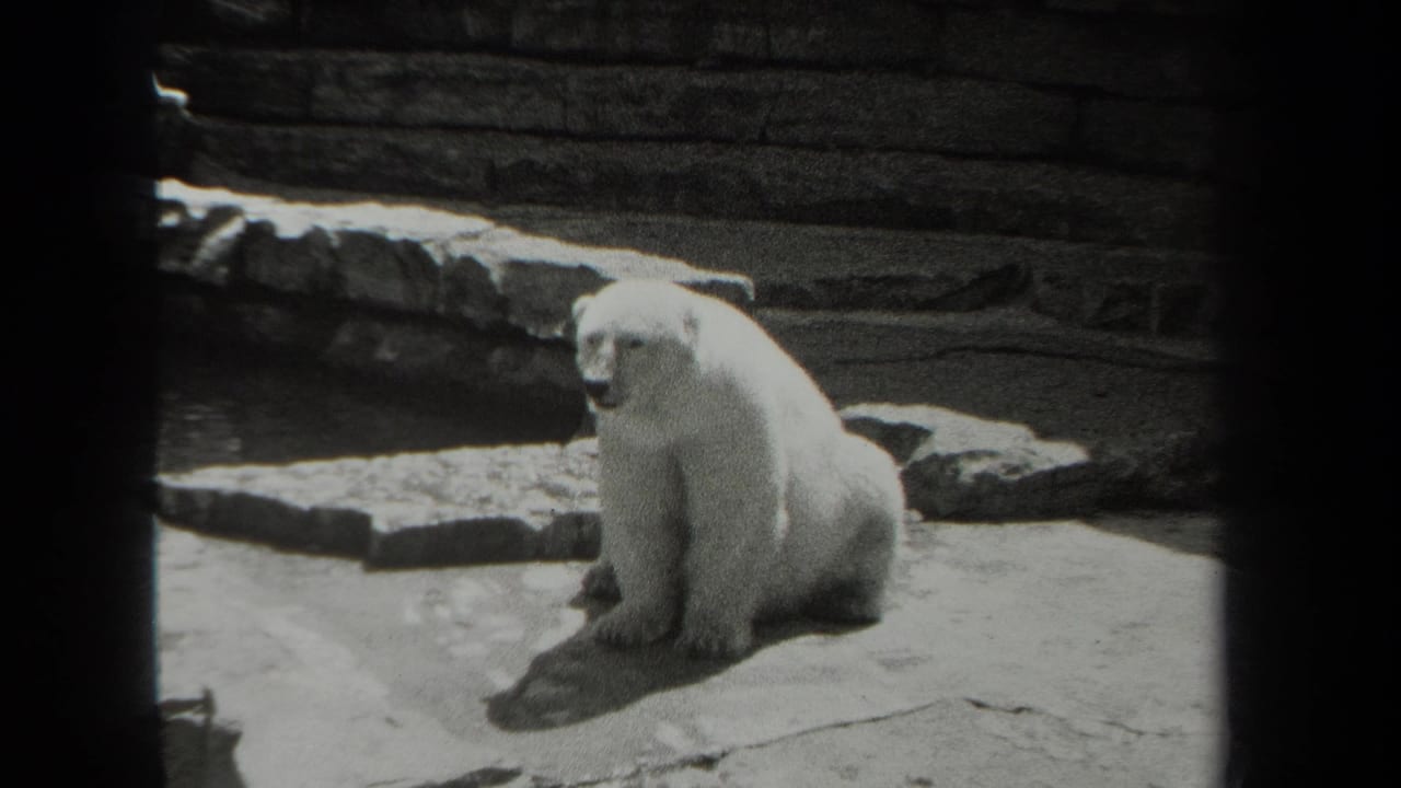 The polar bear remains seated near a low stone border, with brickwork and rock textures visible behind it.