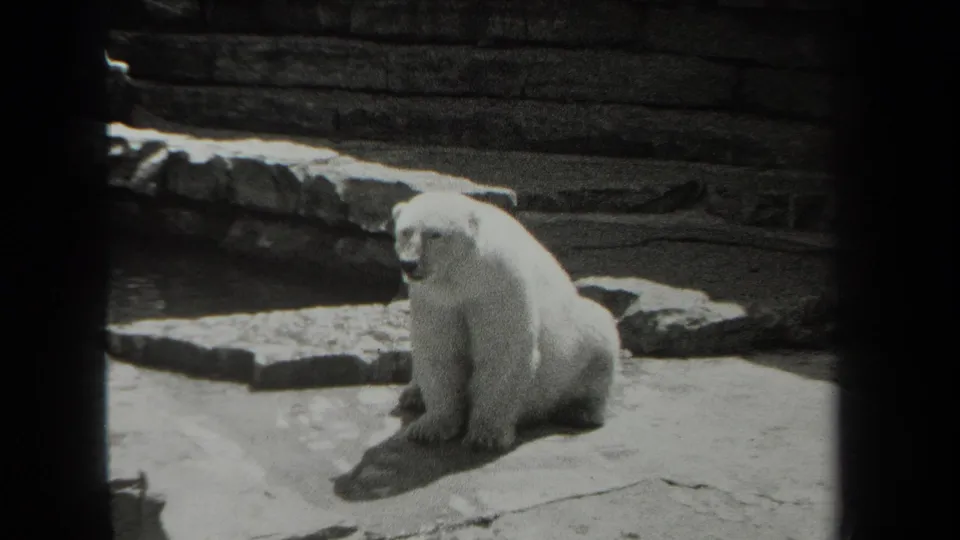 The polar bear remains seated near a low stone border, with brickwork and rock textures visible behind it.