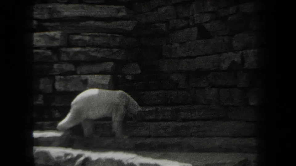 A polar bear walks left along the base of a dark stone wall in the zoo enclosure, seen in grainy black-and-white 8mm footage.