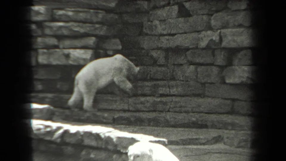 The polar bear continues along the enclosure wall, with a stone ledge and bright foreground edge visible in the 1939 New York footage.
