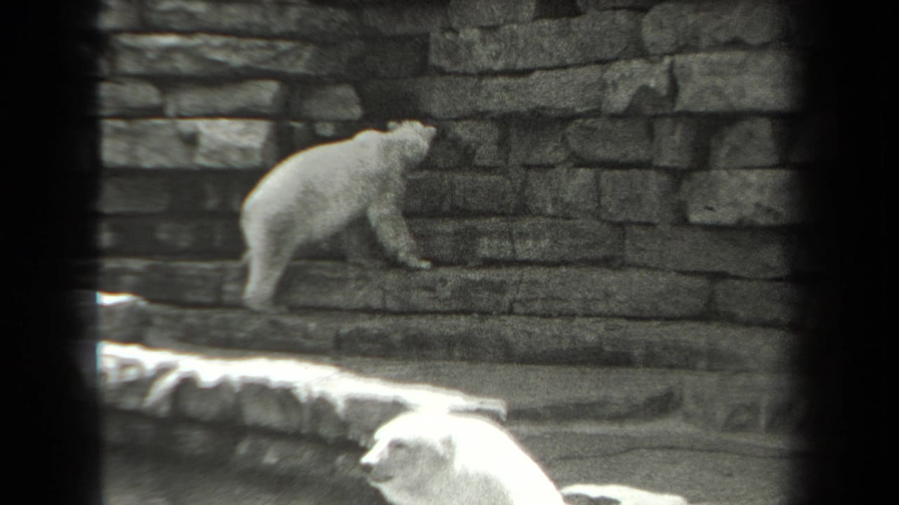 1939 New York 8mm frame showing a white bear moving along a stone zoo ledge while another bear is partly visible below.