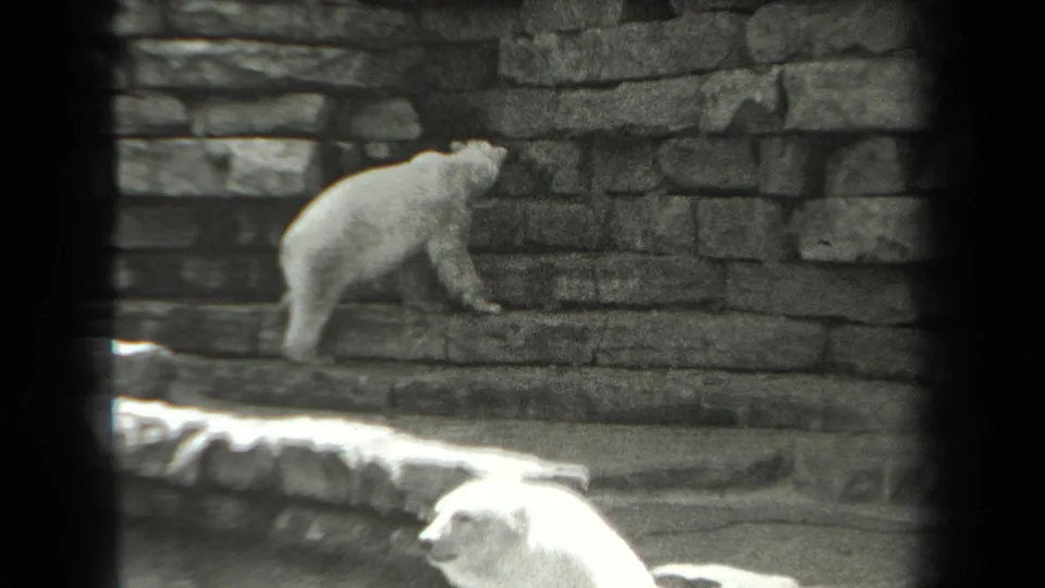 1939 New York 8mm frame showing a white bear moving along a stone zoo ledge while another bear is partly visible below.