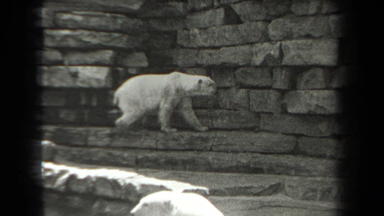 White bear moving right along a stone wall with another bear partly visible below.