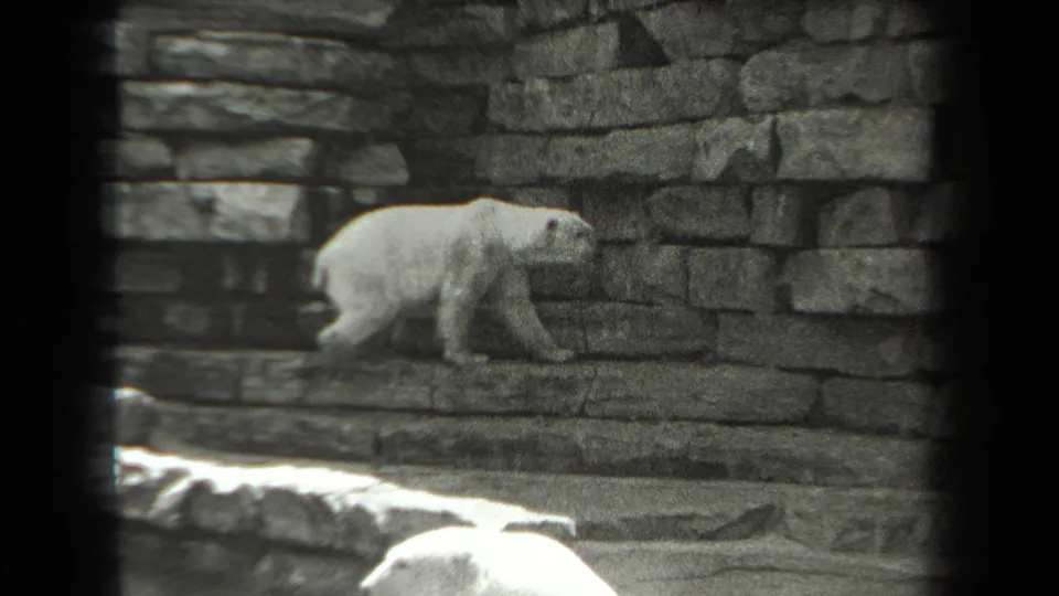1939 New York 8mm frame with a white bear crossing a stone zoo enclosure ledge and a second bear at the lower edge.