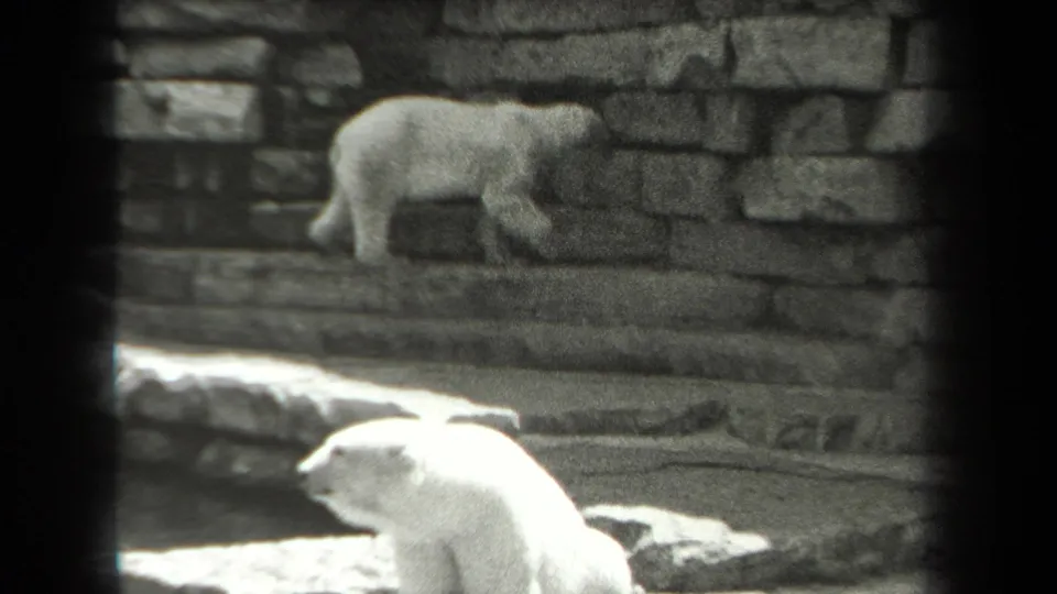 1939 New York 8mm frame showing one white bear pacing on the upper ledge while another sits on the pale ground below.
