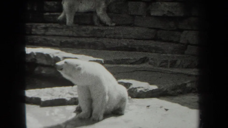 1939 New York 8mm frame with a seated white bear below and another bear standing on a stone ledge near the enclosure wall.