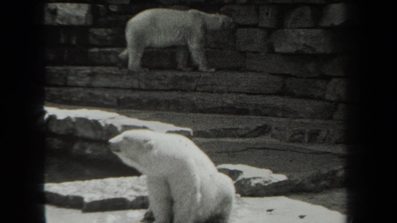 1939 New York 8mm frame showing polar bears inside a stone zoo enclosure, with one bear low in the foreground and another on the rear ledge.
