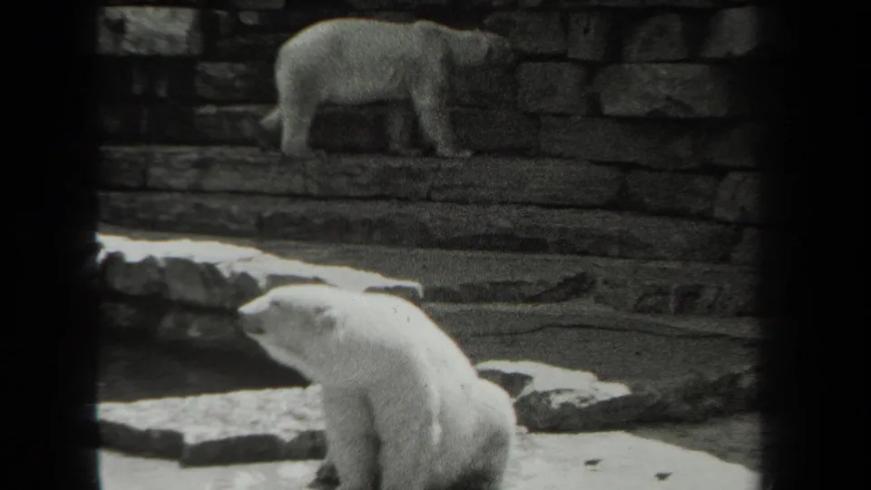 1939 New York 8mm frame showing polar bears inside a stone zoo enclosure, with one bear low in the foreground and another on the rear ledge.