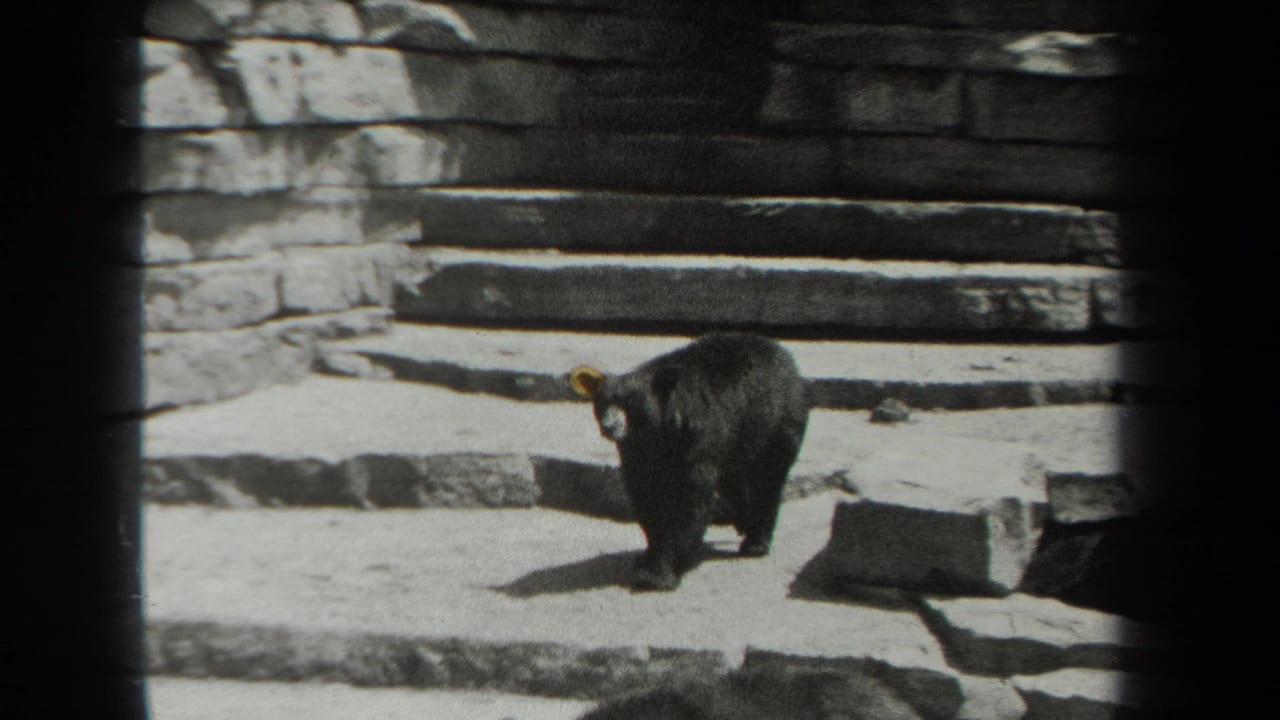 Dark bear standing on a sunlit stone platform near steps and rock walls.