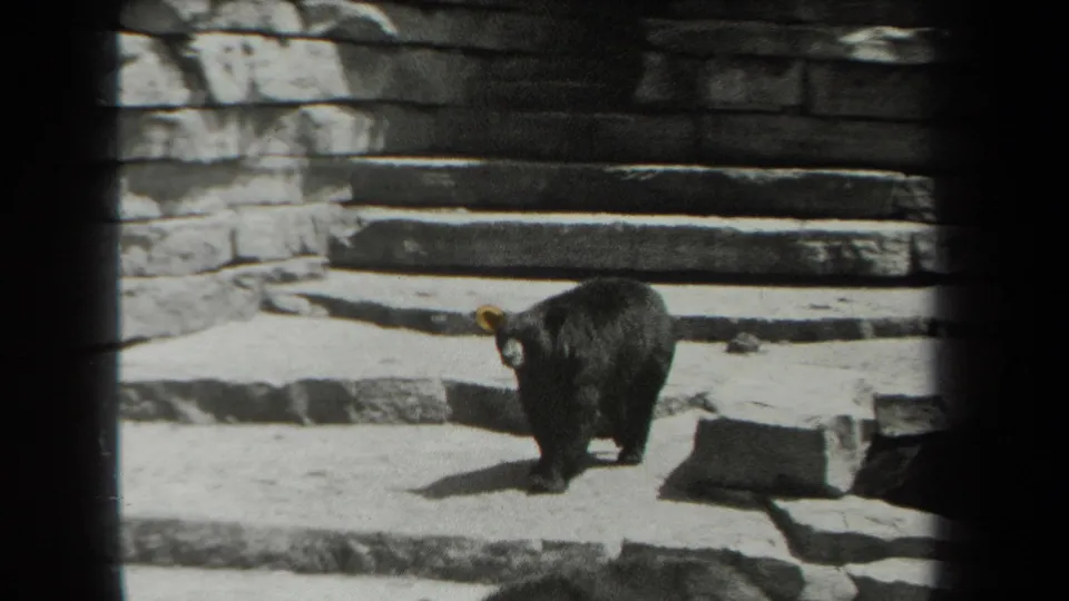 1939 New York 8mm frame showing a dark bear facing the camera area on a stone platform within a zoo enclosure.