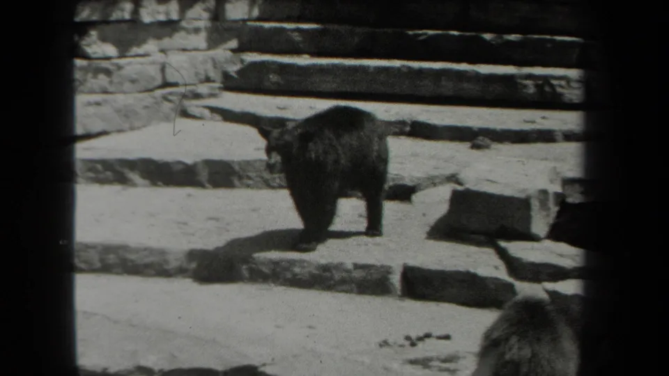 1939 New York 8mm frame showing a dark bear paused near stone steps, with another bear partly visible at the bottom edge.