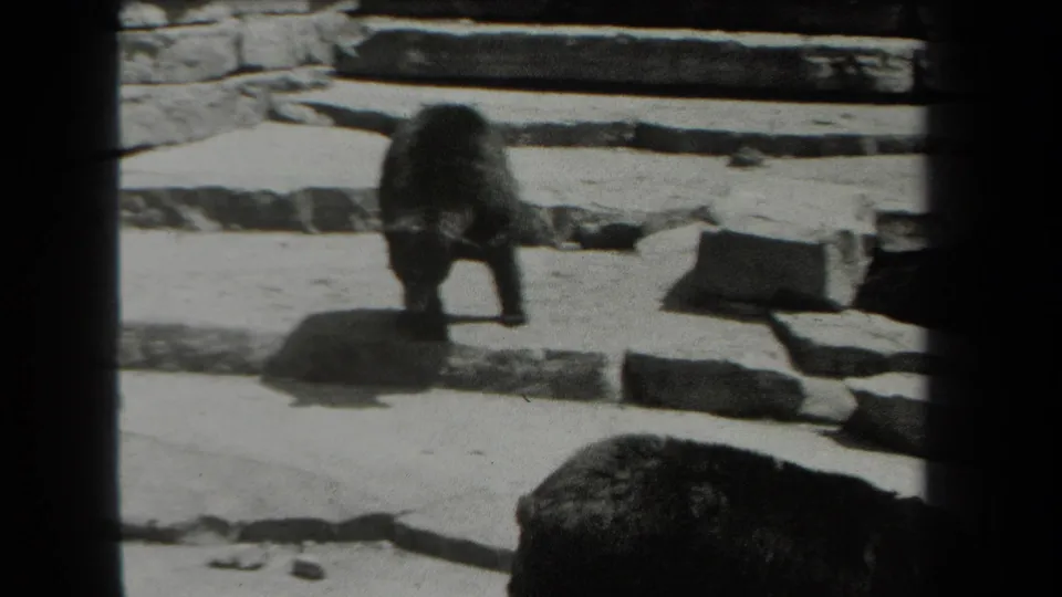 1939 New York 8mm frame showing a dark bear moving away across a stone zoo enclosure while another bear is cropped in the foreground.