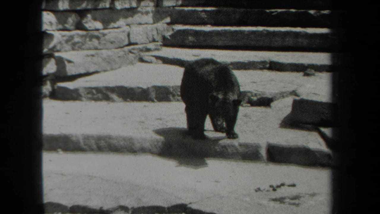 Black bear seen from behind near stepped stone platforms.