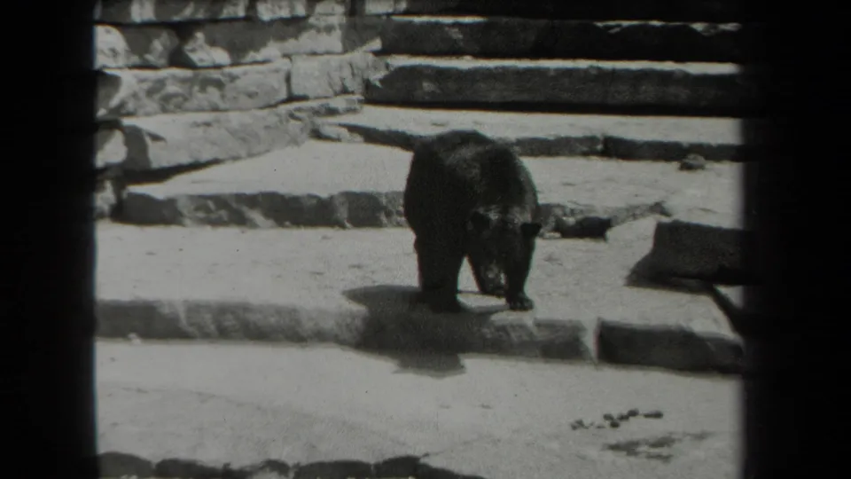 The bear stands near low stone platforms inside the zoo enclosure, filmed from a visitor perspective in New York.