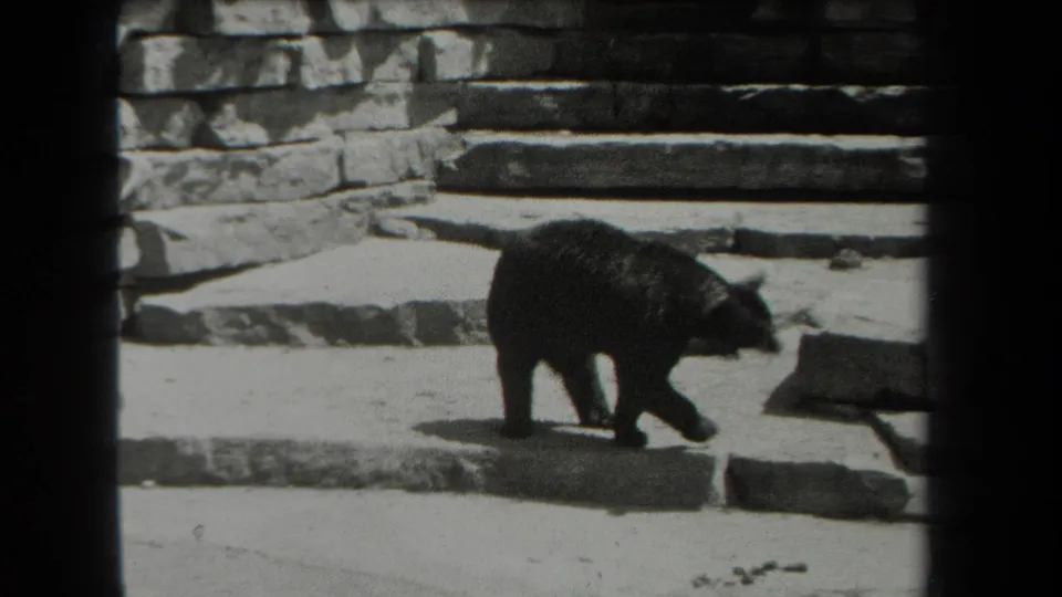 A black bear walks across a low stone ledge within a New York zoo enclosure, captured on 8mm film.