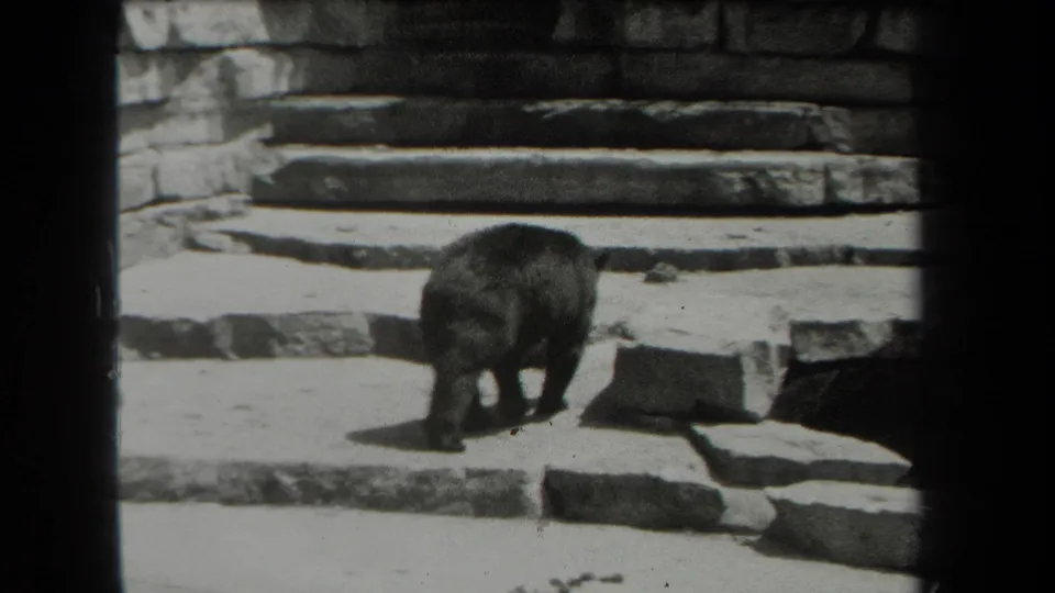 The bear turns near scattered stone features and a stepped enclosure floor in this short 1939 zoo shot.