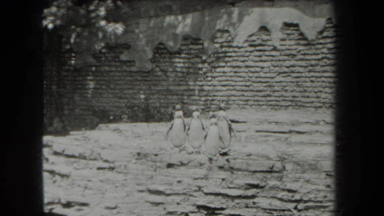 Four penguins stand in a New York zoo enclosure on rocky ground, filmed in black-and-white 8mm in 1939.