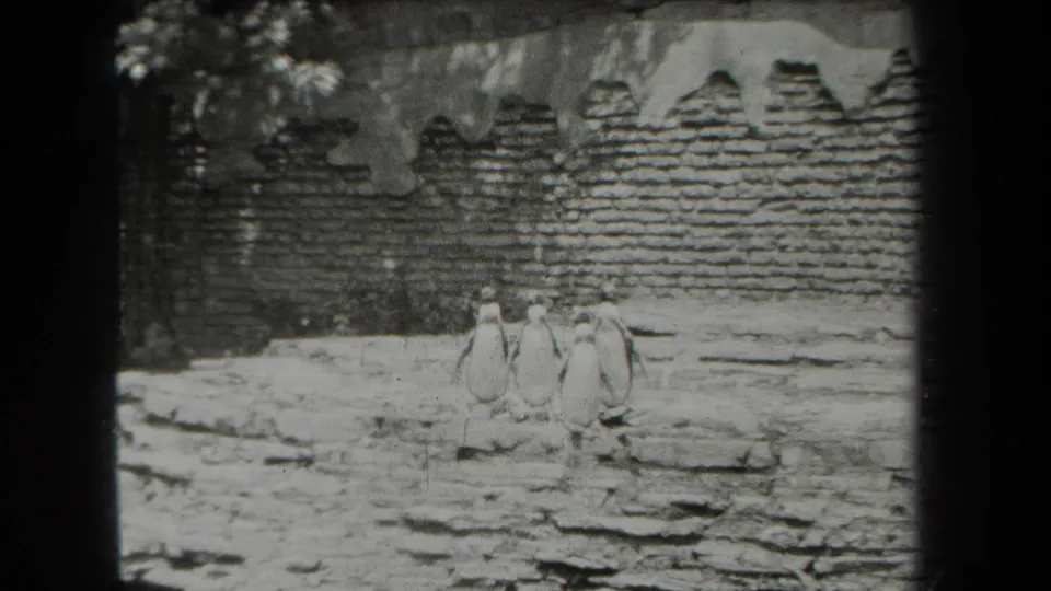 Four penguins stand in a New York zoo enclosure on rocky ground, filmed in black-and-white 8mm in 1939.