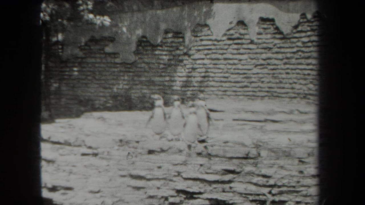 Penguins clustered near the center of a rocky zoo enclosure.