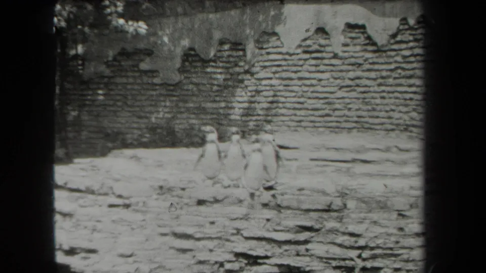 A small group of penguins remains mostly still in a black-and-white 1939 New York zoo home-movie frame.