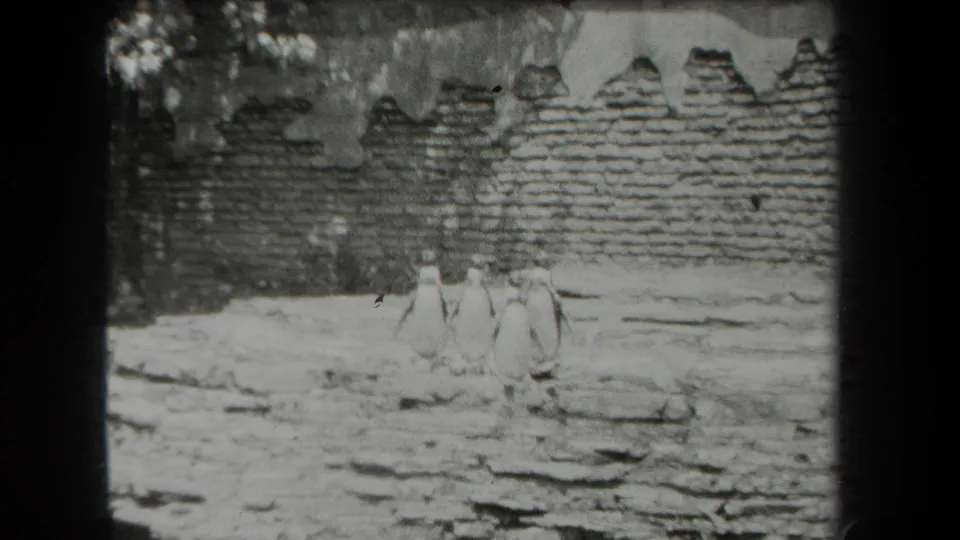Four penguins appear close together in their rocky zoo habitat, with soft 8mm focus and a masonry wall behind them.