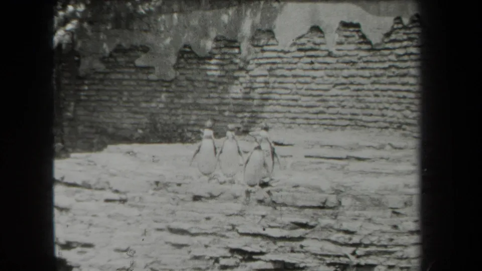 The final frame holds on the penguins in the 1939 New York zoo enclosure, with rough rock underfoot and a masonry wall behind.