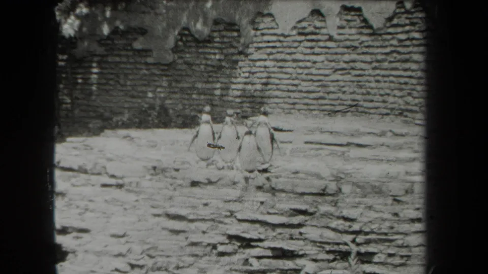 1939 New York 8mm frame showing penguins on snow-dusted rockwork inside a brick-walled enclosure.