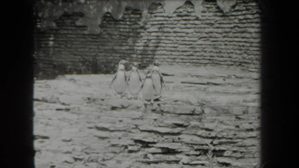 Black-and-white 8mm view of penguins grouped on icy rocks against a rough brick enclosure wall in New York, 1939.