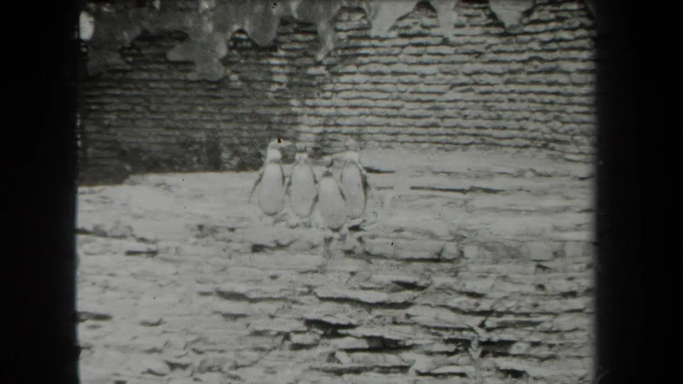 Vintage 8mm frame of several penguins standing close together on snow-dusted rocks inside a man-made enclosure.