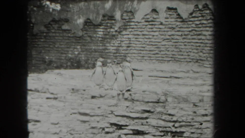 1939 black-and-white home-movie frame showing penguins in a snowy enclosure with brickwork and hanging ice above.