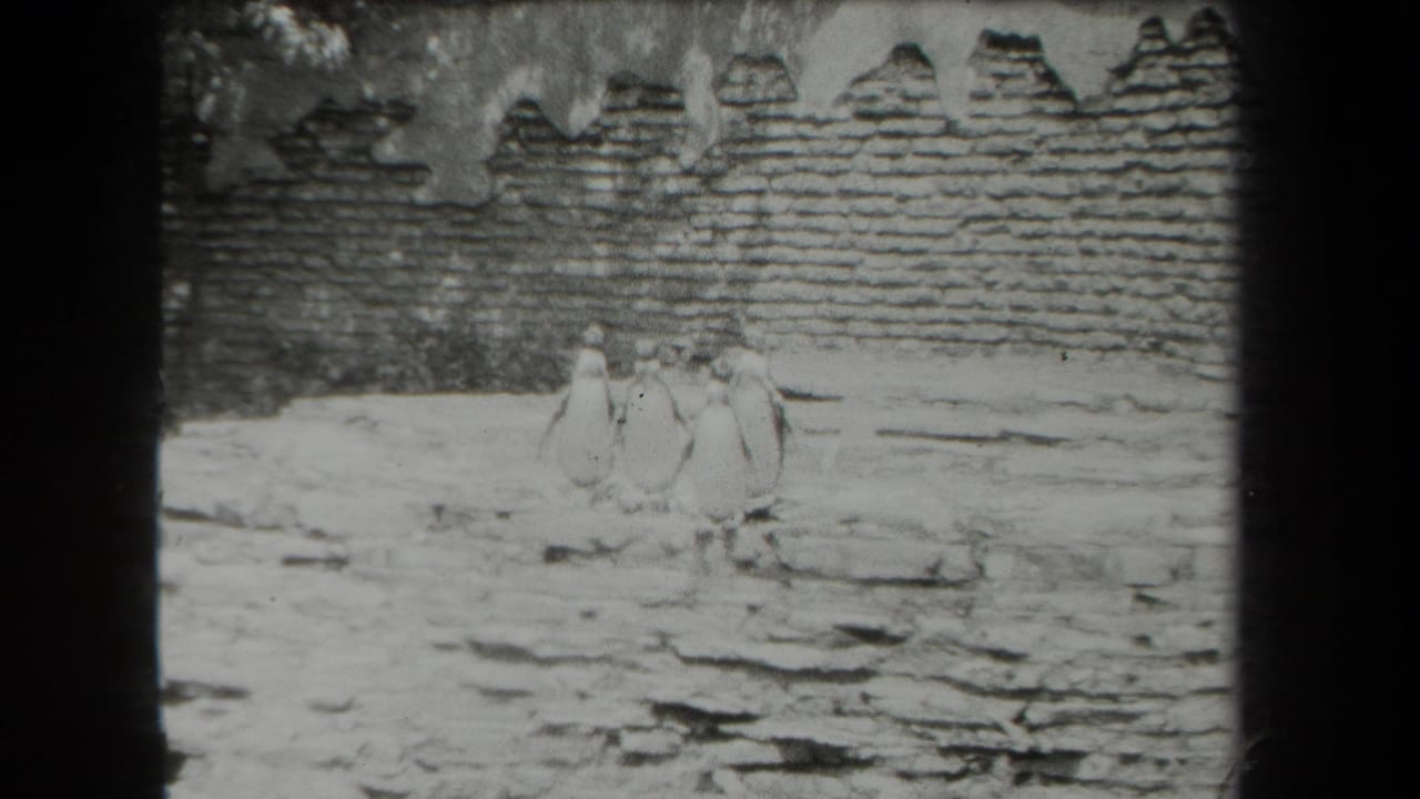 Penguins stand on a rocky zoo enclosure floor near a rough wall.