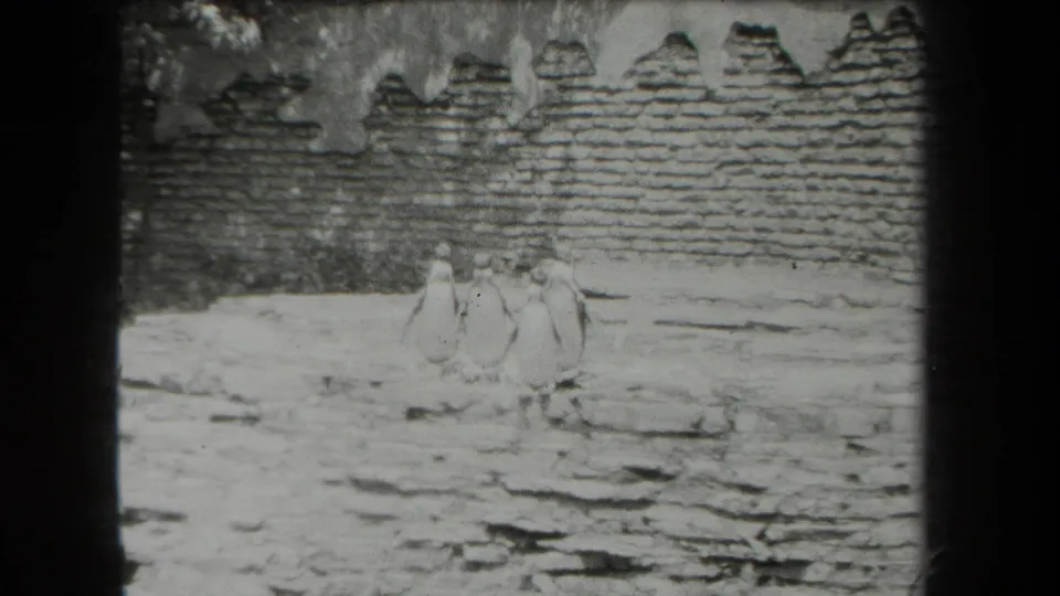 In 1939 New York zoo footage, several penguins stand together on a rocky enclosure floor beside a rough masonry wall.